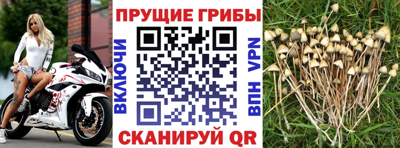 blacksprut онион Приморск Псилоцибиновые грибы прущие грибы хочу